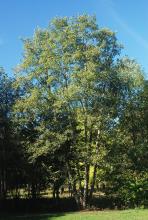 plant habit, summer