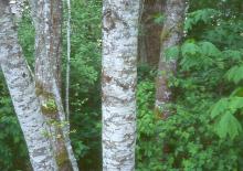 trunks, bark