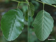 leaf