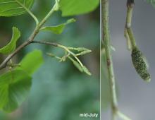 developing cones, July