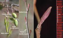 twigs and buds, winter