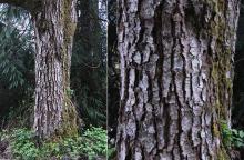older trunk, bark