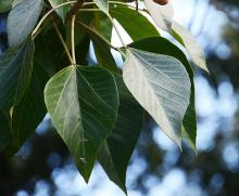 leaves leaves