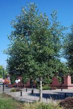plant habit, summer