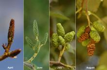 seed cone development