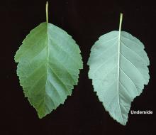 leaves