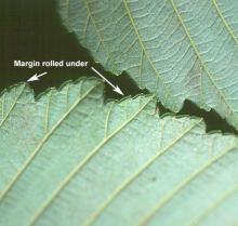 leaf margin