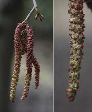 male catkins, near pollen release