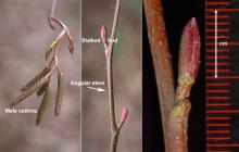 twigs and buds, winter