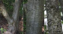 trunk, bark