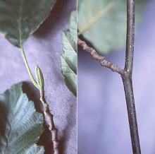 bud, twig, branch, late summer