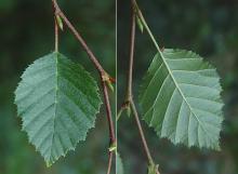 leaf and buds