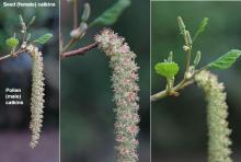 female and male catkins