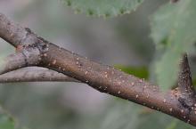 branch