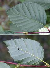 leaf