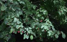 leaves and fruit