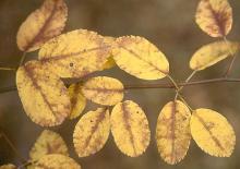 leaves, fall