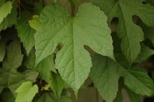 leaf