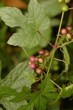fruit and leaves
