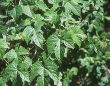 leaves and flowers