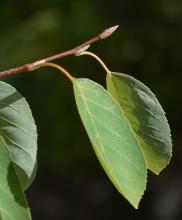 leaves and buds, late summer