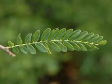 leaf
