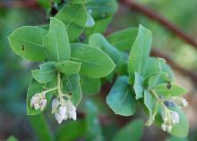leaves and developing flowers