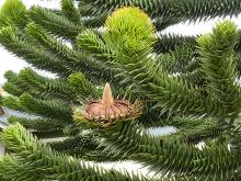 female cones, young and spent