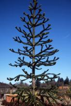 plant habit