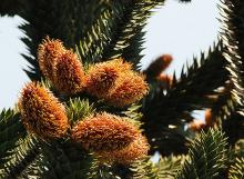 male cones