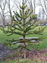 young tree