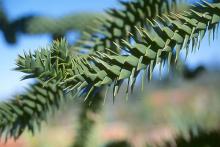 branch, leaves