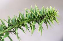 branch, leaves