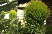 female cone