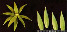 leaves
