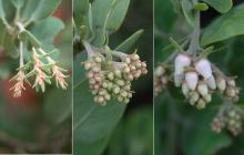 developing flower clusters, fall to sping