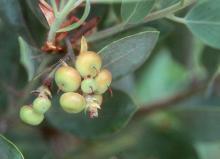 immature fruit