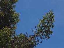 fruiting branch