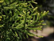 branchlets