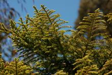 branches