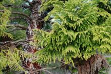 trunk and branches