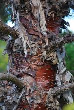 trunk, bark