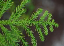 branchlets