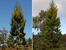 plant habit, young trees