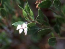 flowers and leaves