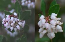 flower clusters