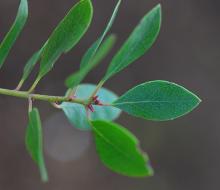 leafy shoot