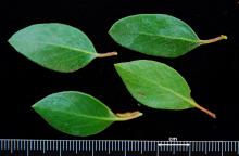 leaves
