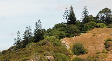 growing on an island in northern New Zealand