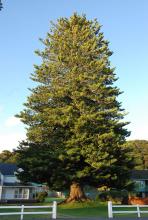 large tree, planted in 1890, Paihia, New Zealand 